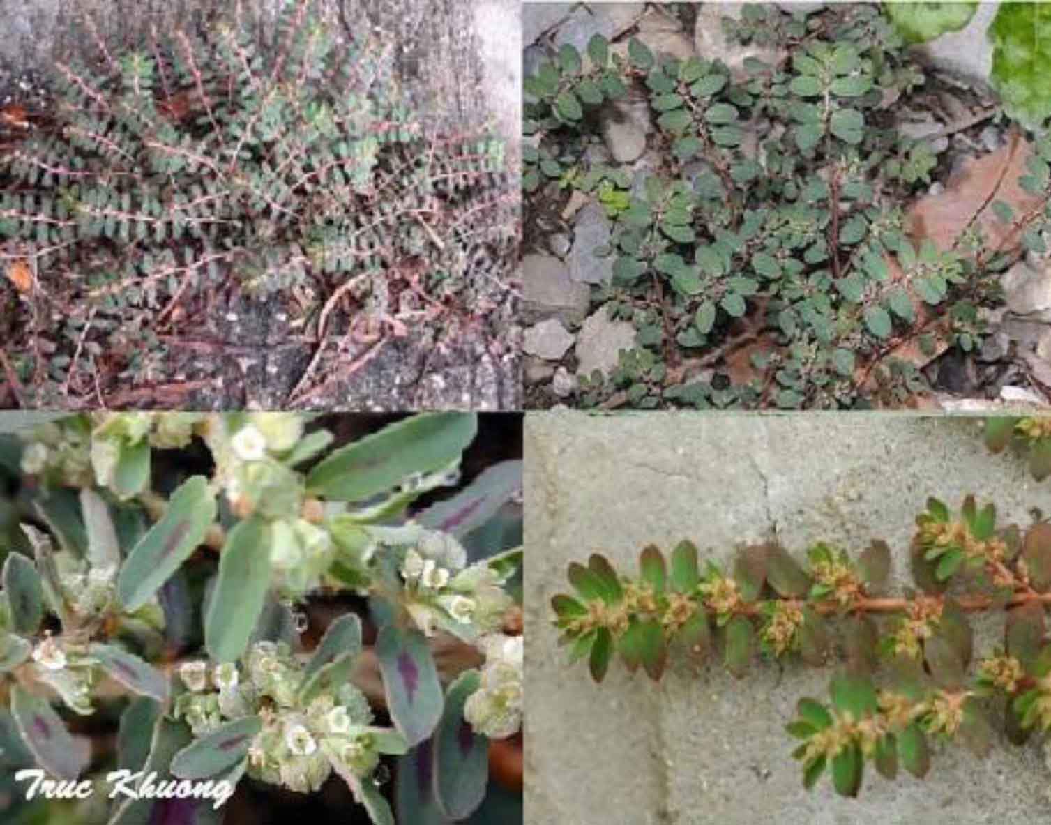 Cỏ sữa lá nhỏ