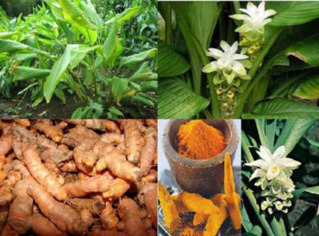 nghệ