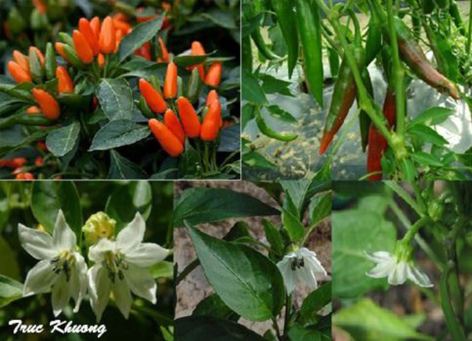 piment rouge