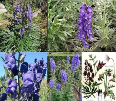 Aconitum