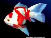 poisson d'avril